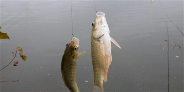 蜂蜜钓鲫鱼的正确方法,钓鲫鱼最佳诱饵是什么