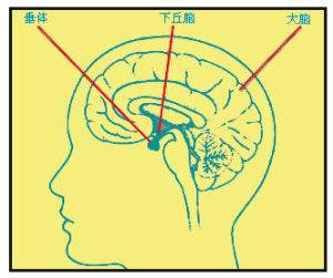 不孕不育不排卵怎么办,不排卵怎么治好