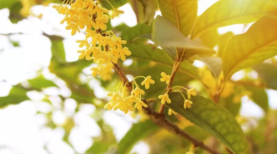 桂花香，残荷，银杏，宁波的秋天