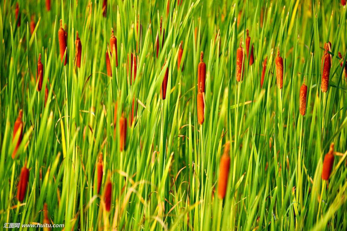 中药材蒲黄粉多少钱,中药材蒲黄收购