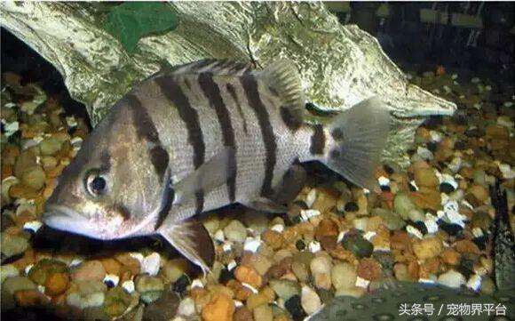 虎鱼种类如何区分,虎鱼品种