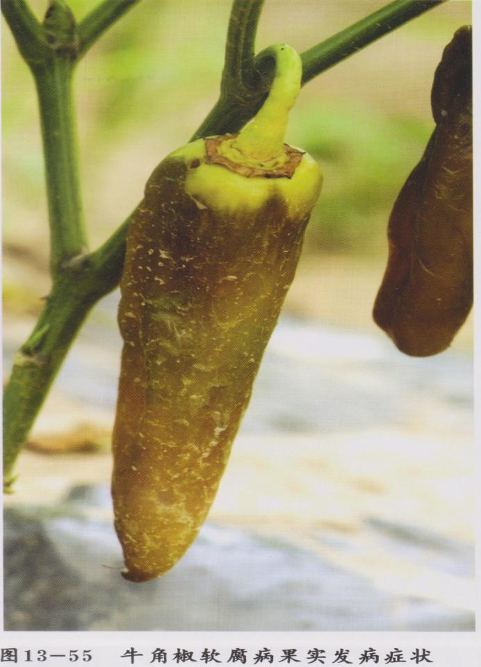辣椒脐腐病是真菌性还是细菌性,辣椒脐腐病烂果症状图片