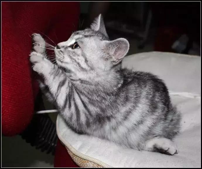 福懋动物医院好不好,福懋动物医院有疫苗打吗