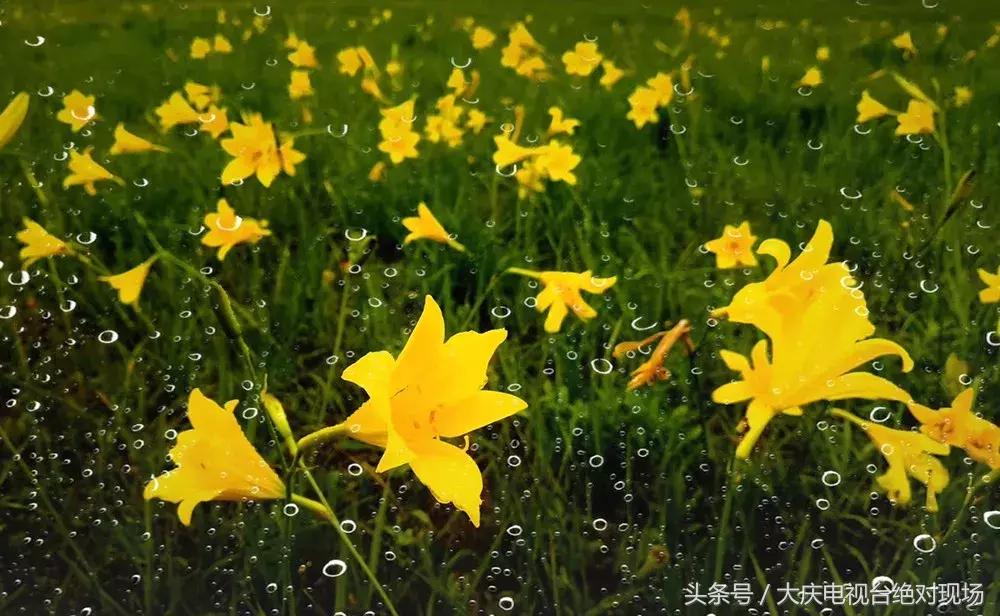 大庆这个城市未来会有发展吗,大庆哪个县发展潜力大