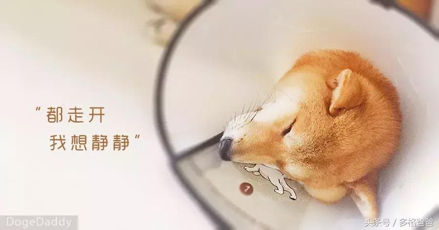 公边牧发情期可以做绝育手术吗,公犬发情期除了绝育还有什么办法