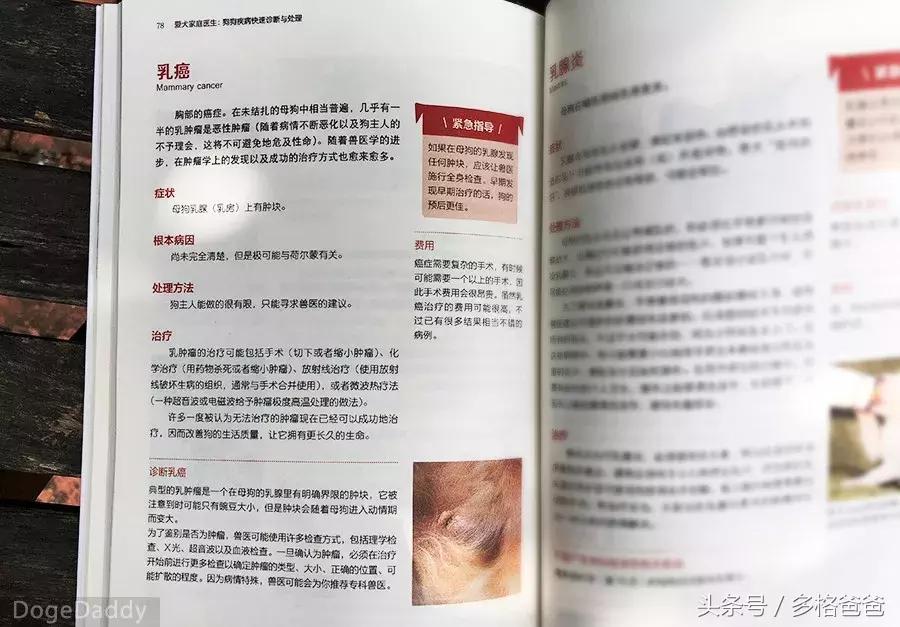 公边牧发情期可以做绝育手术吗,公犬发情期除了绝育还有什么办法