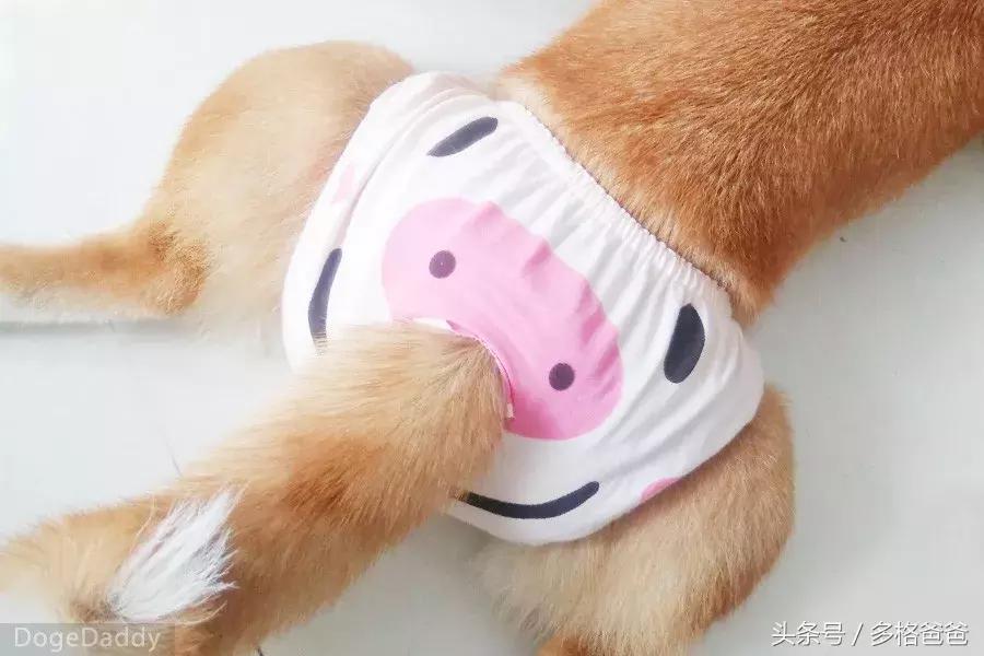 公边牧发情期可以做绝育手术吗,公犬发情期除了绝育还有什么办法