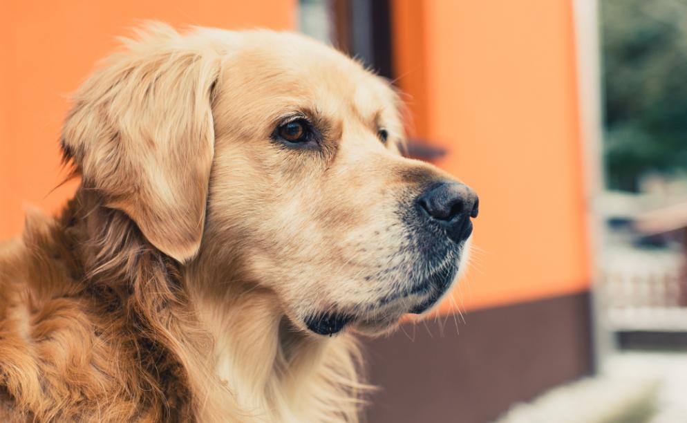 西安禁止养34种犬包括金毛吗,金毛为什么禁止养藏獒