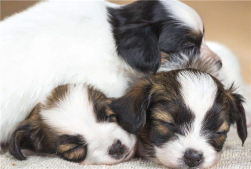 狗狗怀孕的5大症状该怎么照顾,狗狗怀孕了主人需要怎么喂养