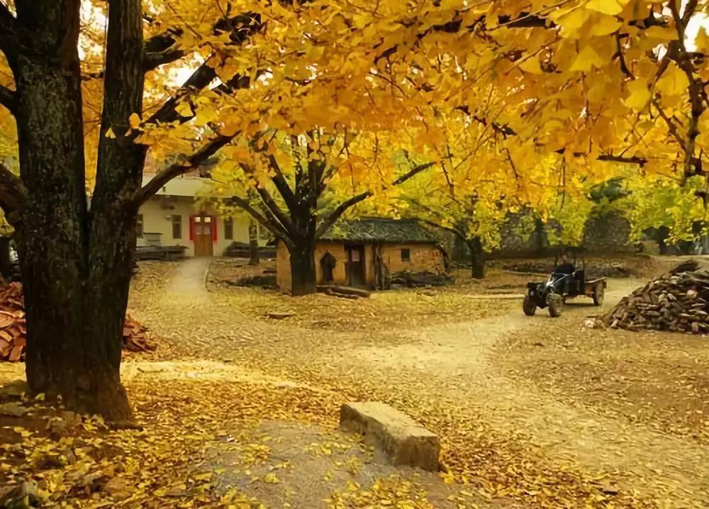 最佳银杏观赏地是哪儿,银杏观赏地点在哪里