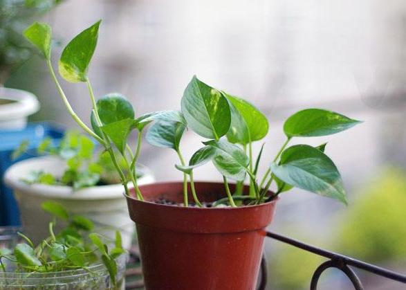 水培绿萝已经生根发芽放什么肥料,水培绿萝刚生根可以移栽到沙子里