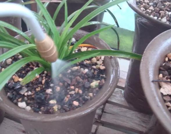 花儿生虫了用什么杀虫好,花儿生虫怎么办打什么药