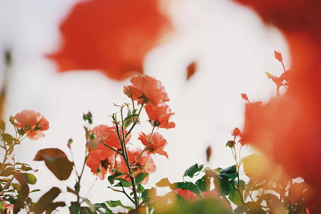 国庆假期感受英语,国庆香港旅行文案