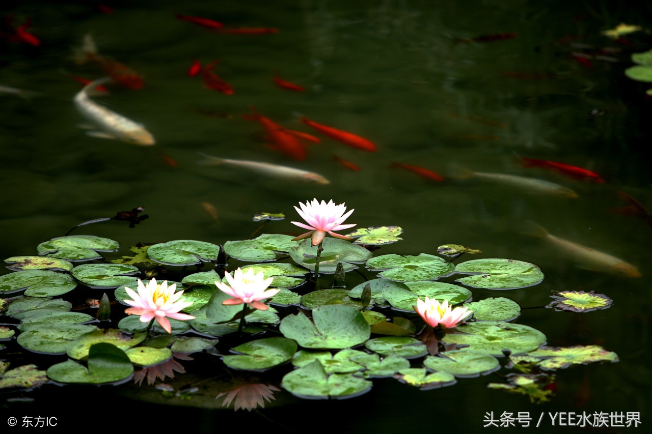 小池塘古法养鱼,古法养鱼小池塘