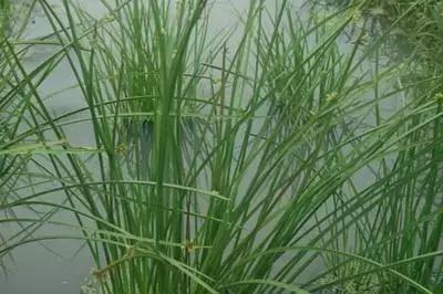 草田杂草实图及名称,地里的野菜不认识拍照片怎么查