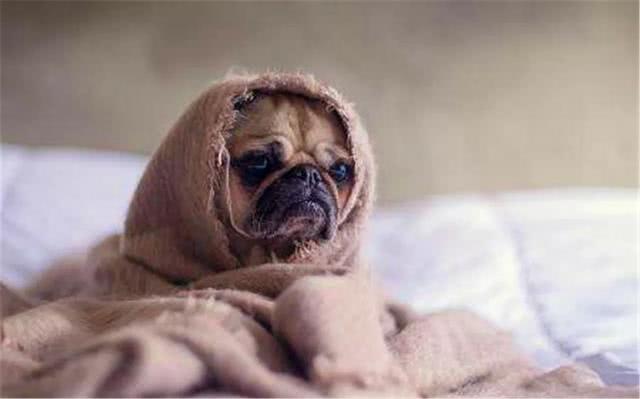 泰迪狗乱叫扰民怎么办,泰迪吵闹