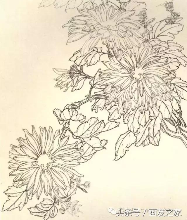 国画工笔菊花的画法视频,线描菊花画谱