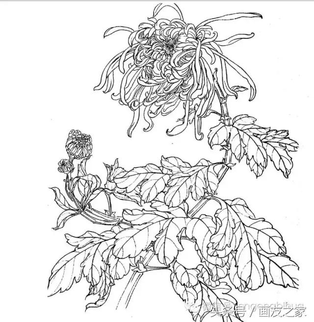 国画工笔菊花的画法视频,线描菊花画谱