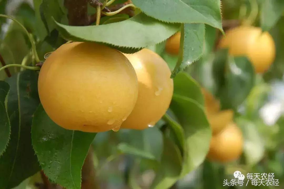 哪种方法能防止梨园病虫害,梨园病虫害