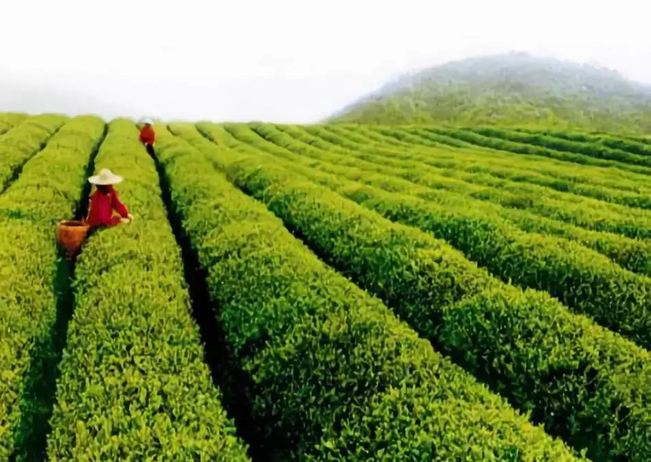 潮汕也有一座“凤凰古城”，古香古韵美不胜收！