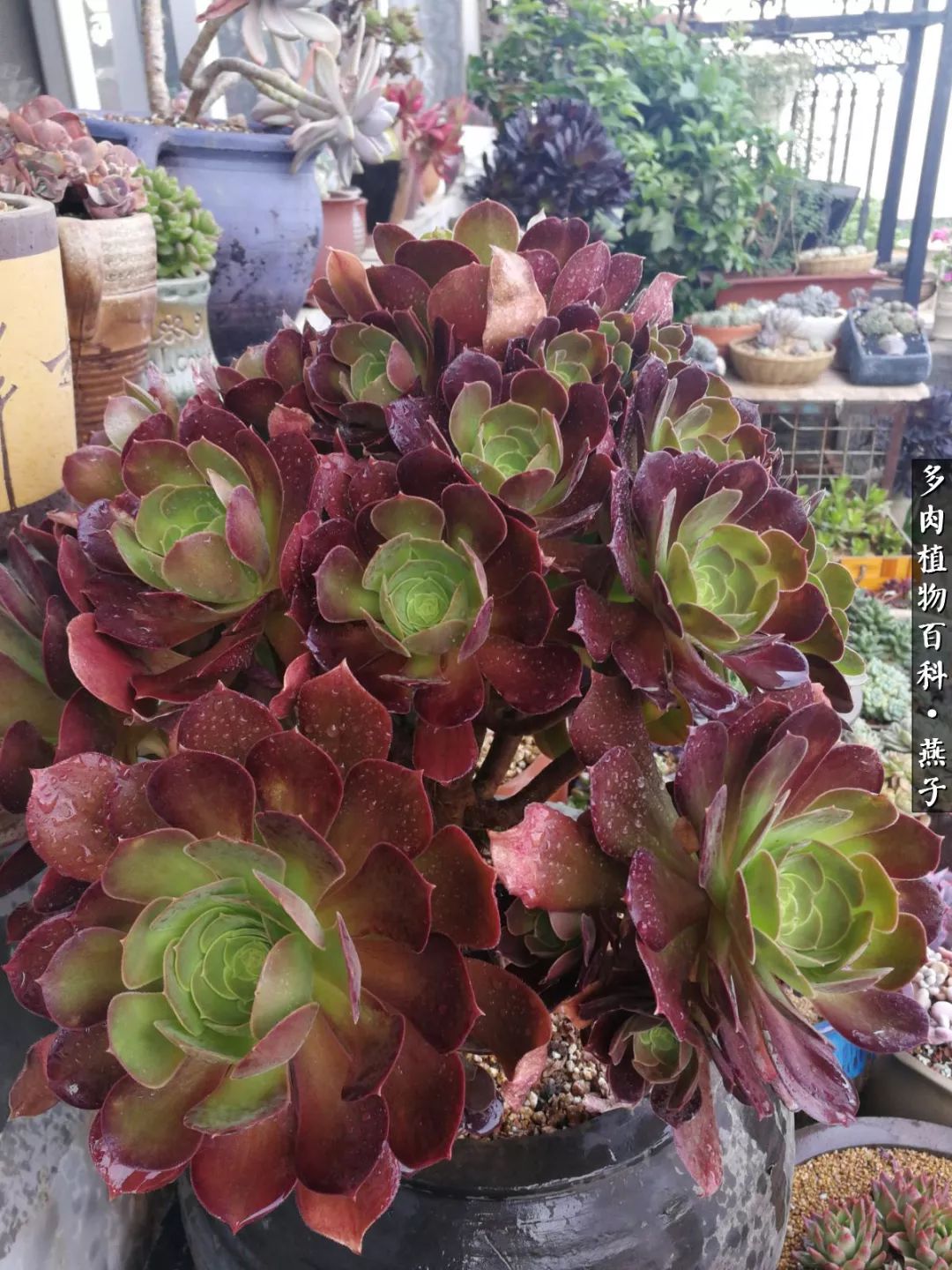 多肉法师什么季节摘心最好,多肉法师全锦好吗