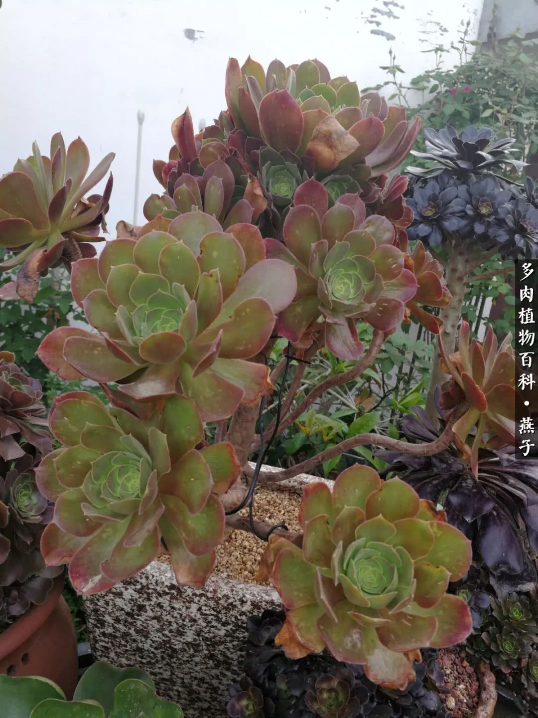 多肉法师什么季节摘心最好,多肉法师全锦好吗