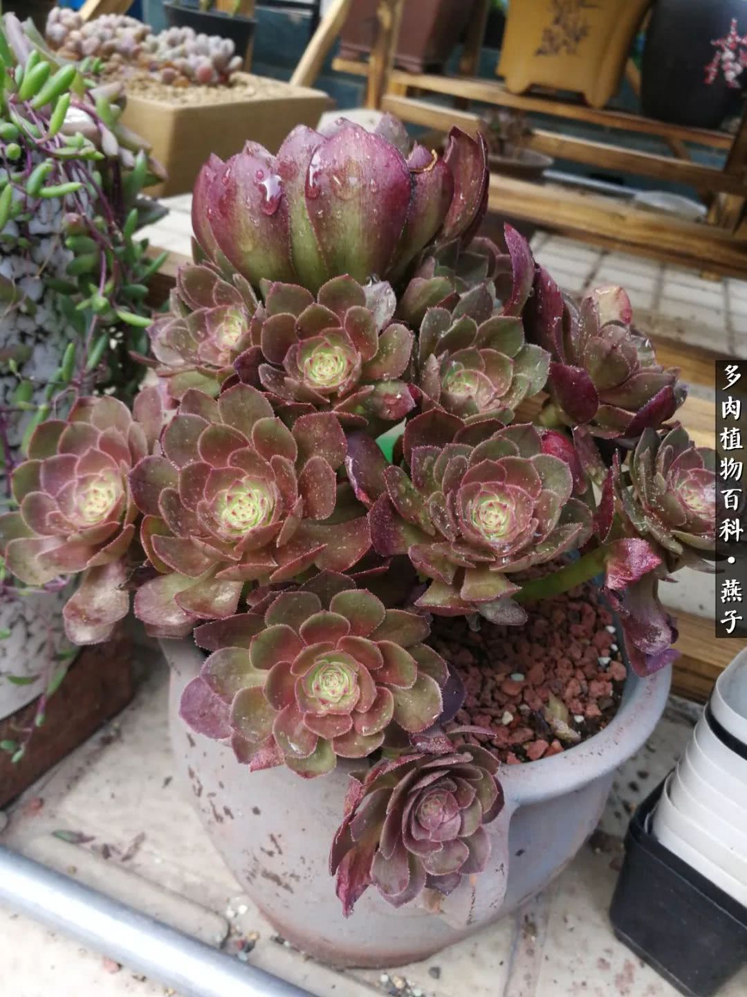 多肉法师什么季节摘心最好,多肉法师全锦好吗