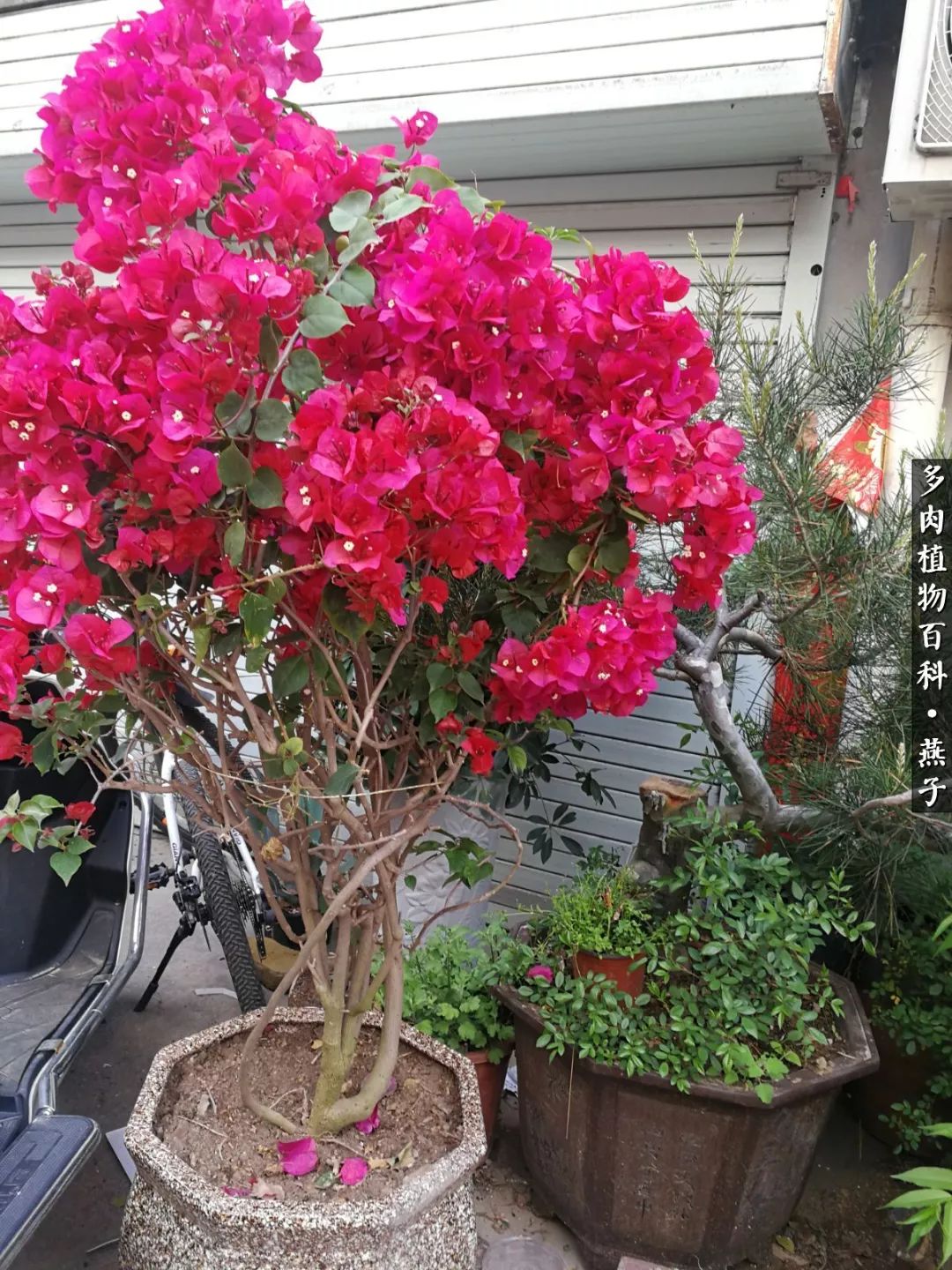 多肉法师什么季节摘心最好,多肉法师全锦好吗