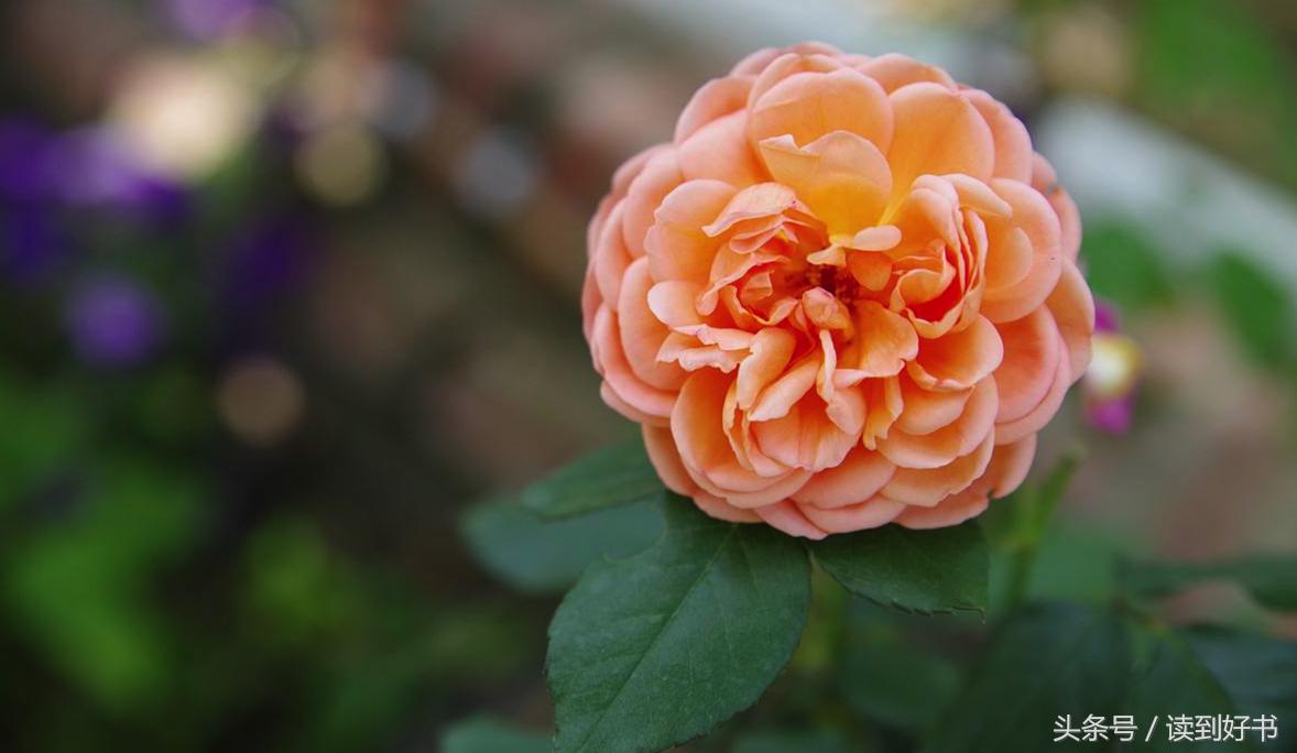 各种花的寓意及花语代表爱,黄玫瑰代表着哪些花语和寓意