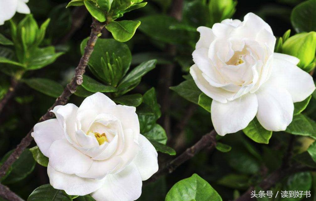 各种花的寓意及花语代表爱,黄玫瑰代表着哪些花语和寓意