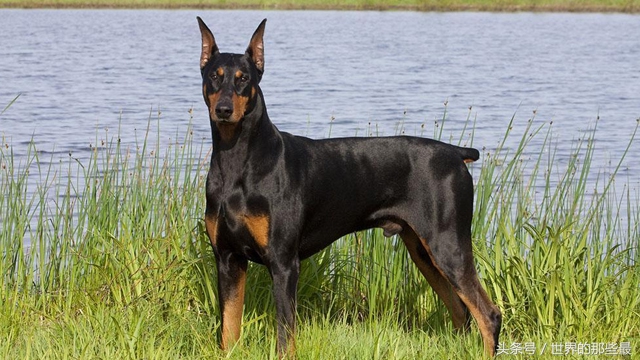 最聪明的狗狗排行榜哈士奇,世界上最聪明的狗狗是谁养的