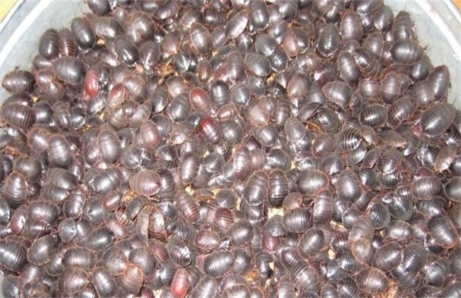 土元养殖的前景和利润,土元养殖什么赚钱