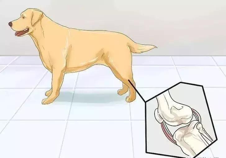 狗狗关节疼痛可以打封闭吗,狗狗歪腿坐是关节问题吗