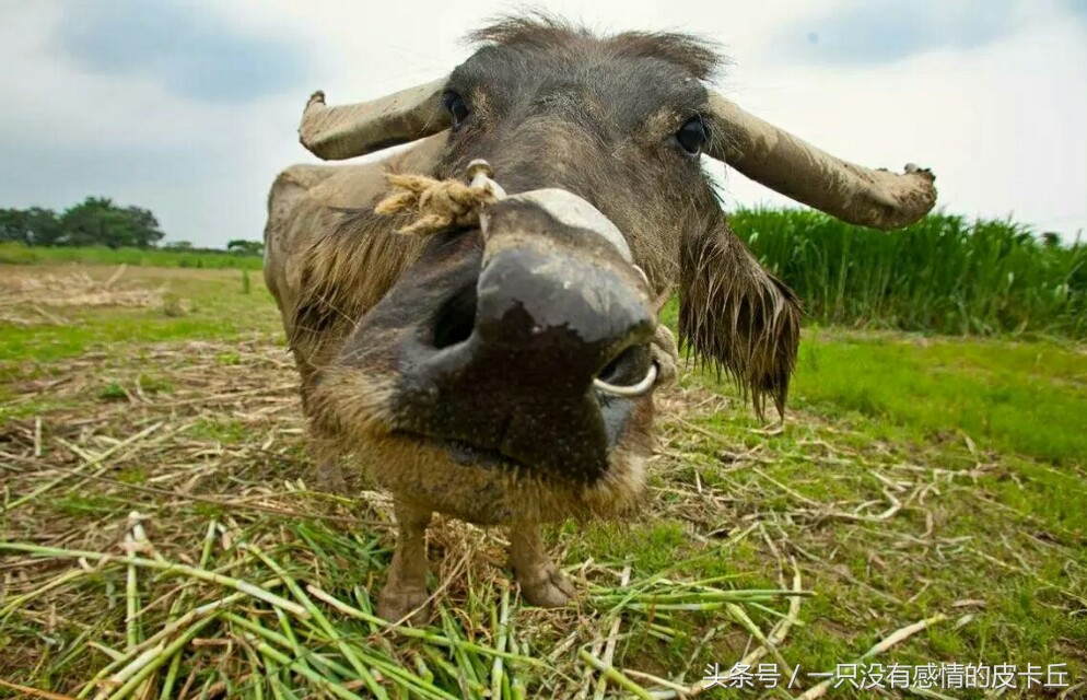 穷小子宁愿没钱娶媳妇也不卖牛，全村骂他傻子，老牛报恩让他暴富