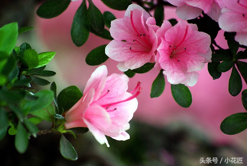 怎么正确的养殖杜鹃花,日本杜鹃花的养殖方法