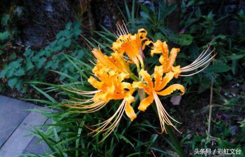 彼岸花纹身,彼岸花的寓意是什么