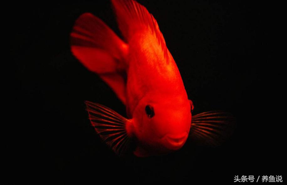 为什么罗汉鱼开灯体色反而变浅,罗汉鱼鹦鹉鱼好养吗