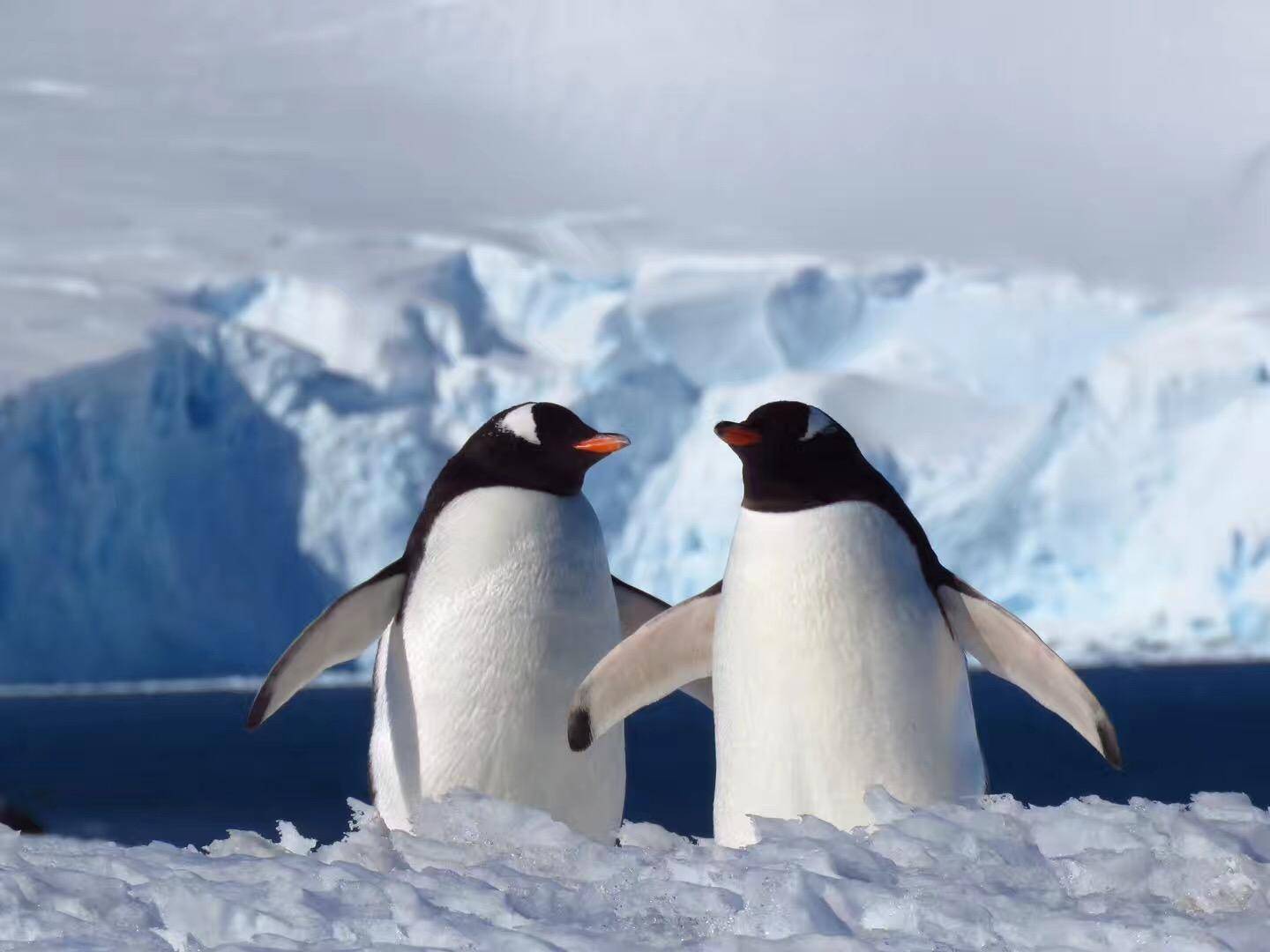 飞猪旅行服务电话,飞猪南极专线
