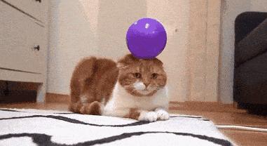 哈哈哈哈哈哈哈哈这届猫奴的智商有点高！