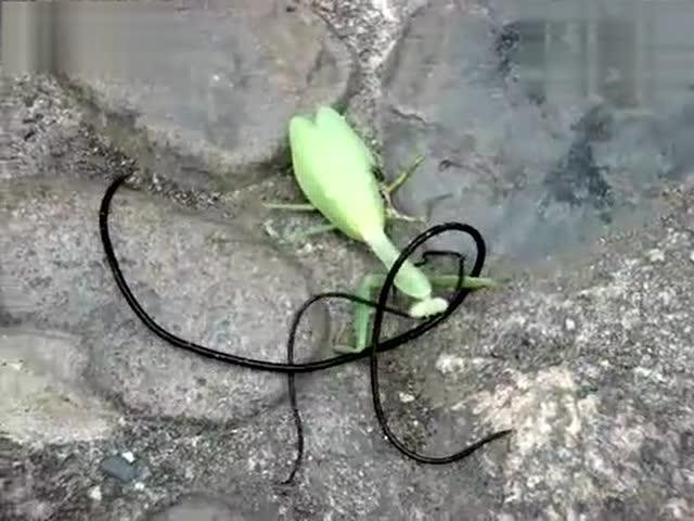 中国的铁线虫是入侵物种吗,铁线虫入侵是真实事件吗