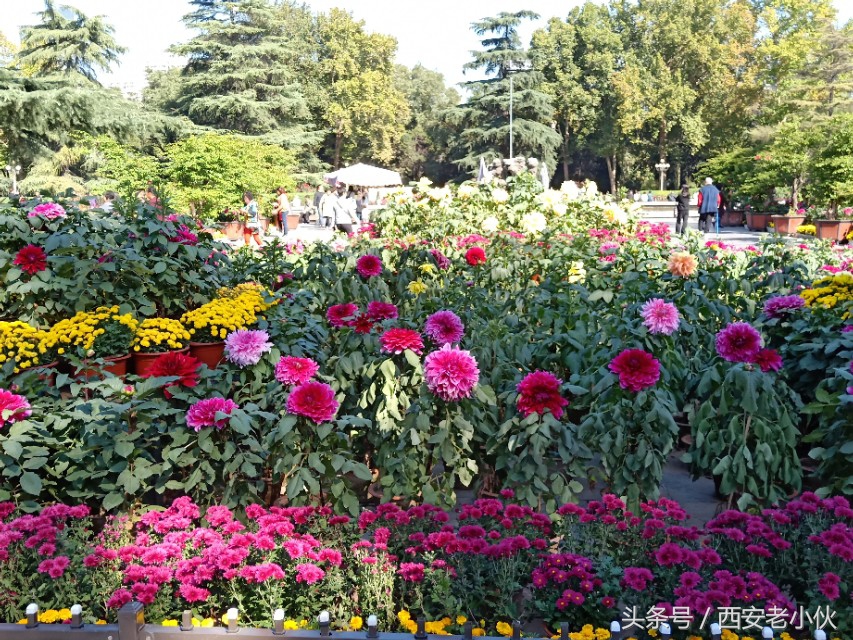 西安兴庆公园合唱团直播,西安兴庆公园歌手