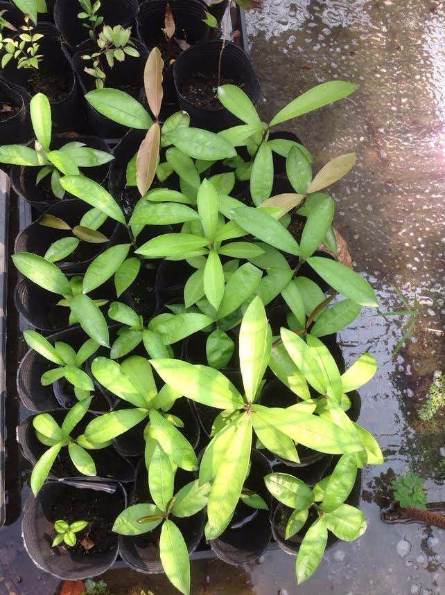 35一斤的大山竹，吃完了“核”扔花盆里，就算不结，赏个叶也行