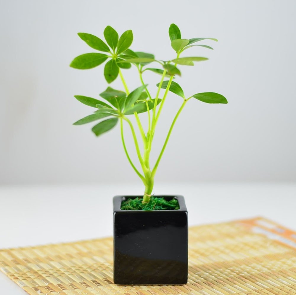 厨房必备吸油烟植物有哪些,吸油烟的植物排名