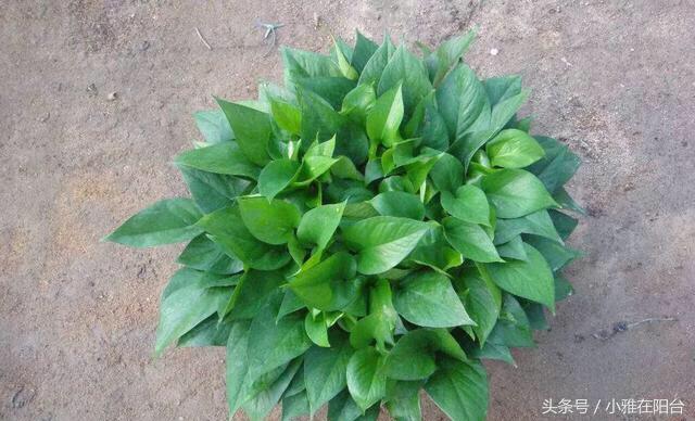 养绿萝怎么多伸头,绿萝分叉太多可以修剪吗