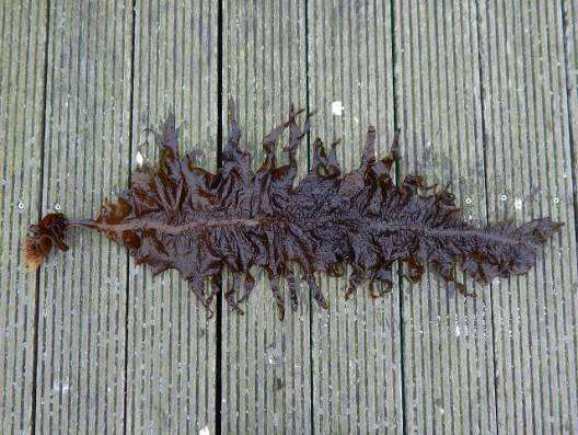 中药材昆布与昆布区别,中药材昆布可以食用吗