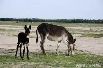 记得暴龙哥那两只驴仔吗?来清远了,人们都到这排队宠幸,爆场!