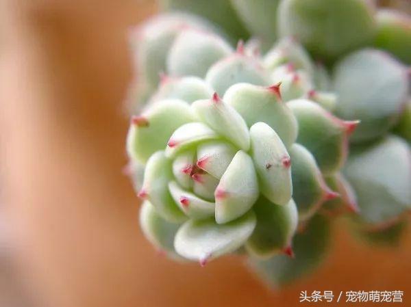 切记这几种食物不宜久放于冰箱,30种狗狗不能吃的食物喂狗误区