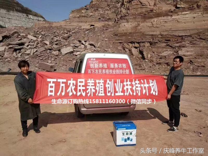 给母牛做人工授精教程,给牛人工授精的操作要领