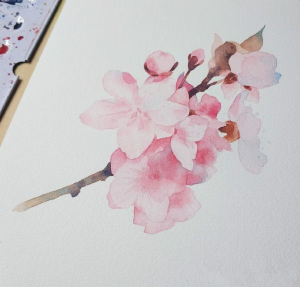水彩画樱花初学者绘画步骤,樱花画法水彩教程视频