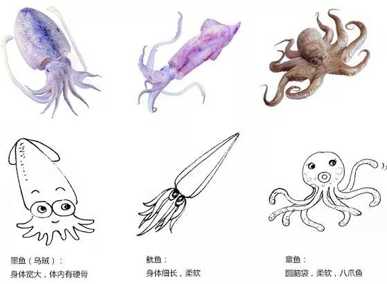 鲜鱿鱼墨鱼仔做法,章鱼墨鱼仔做法